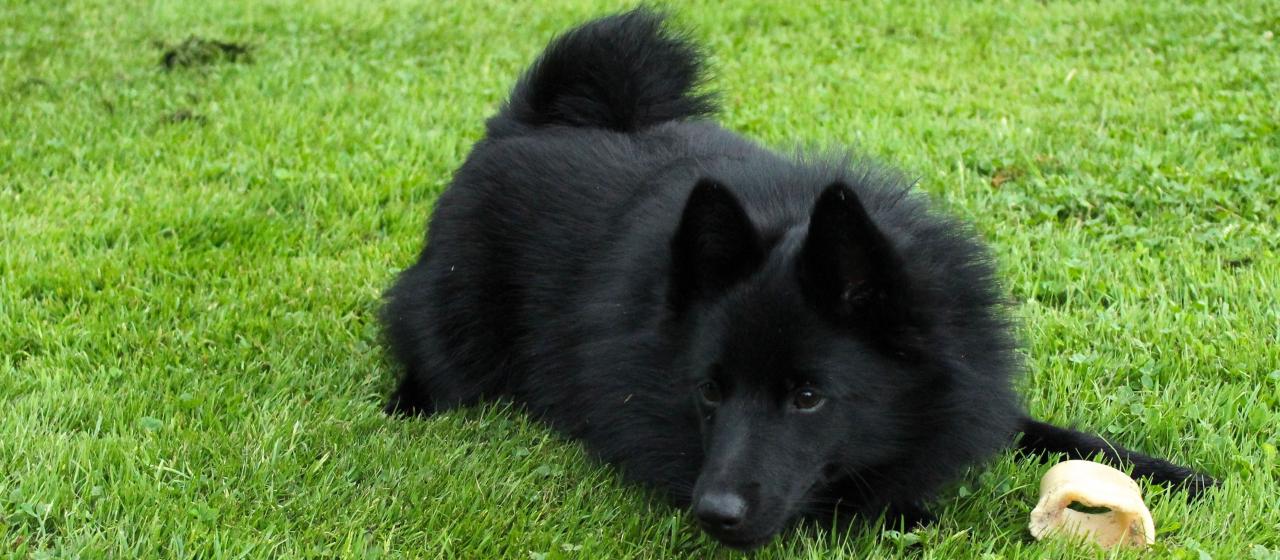 313--schipperke1009.jpg