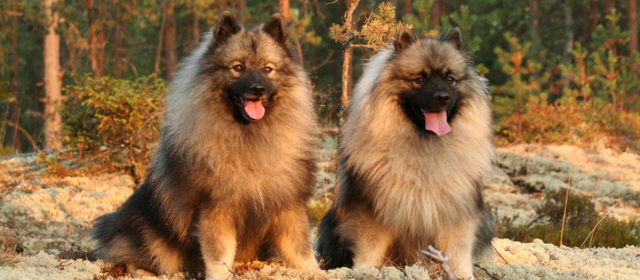 Keeshond | Hankikoira