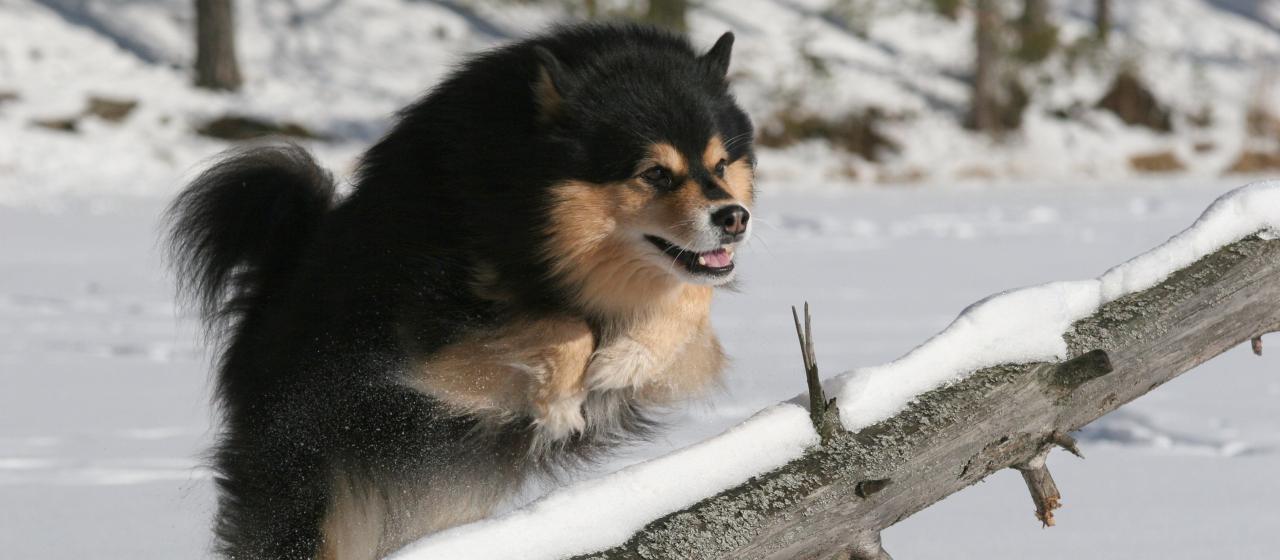 Suomenlapinkoira | Hankikoira