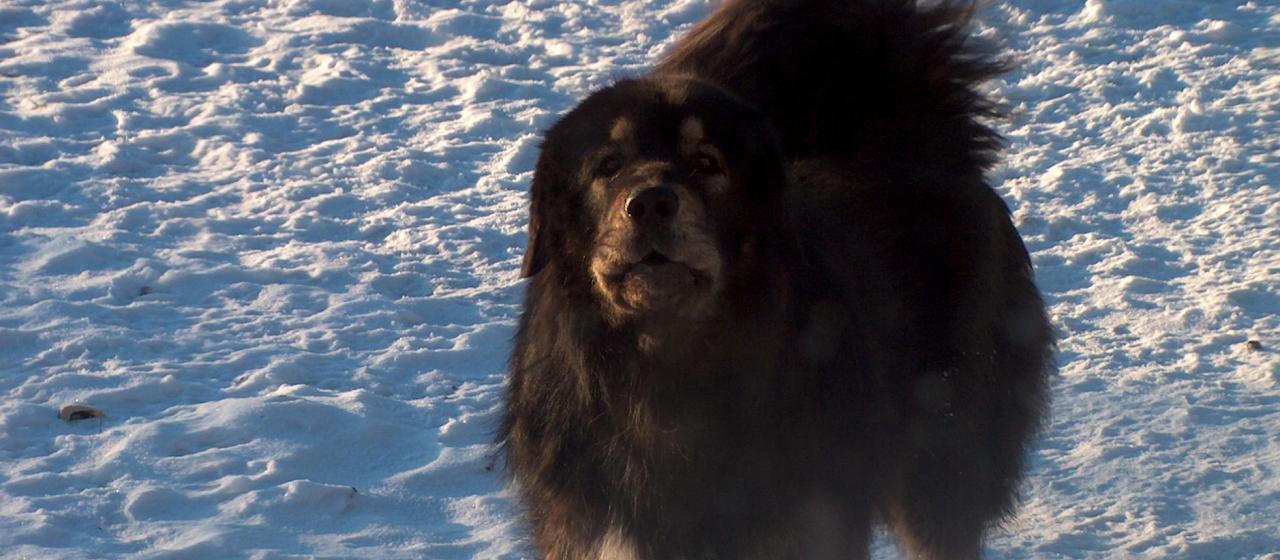 Tibetan cheap mastiff hinta