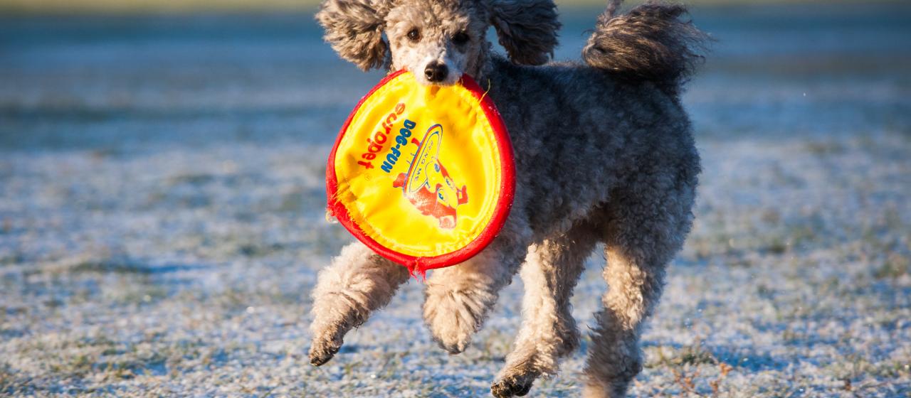 frisbee_jukkapatynen_2013.jpg