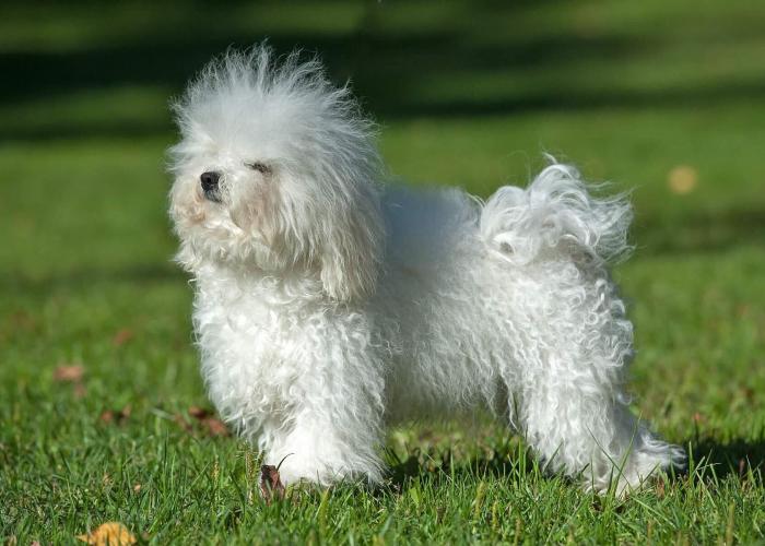 Bichon bolognese outlet kennel