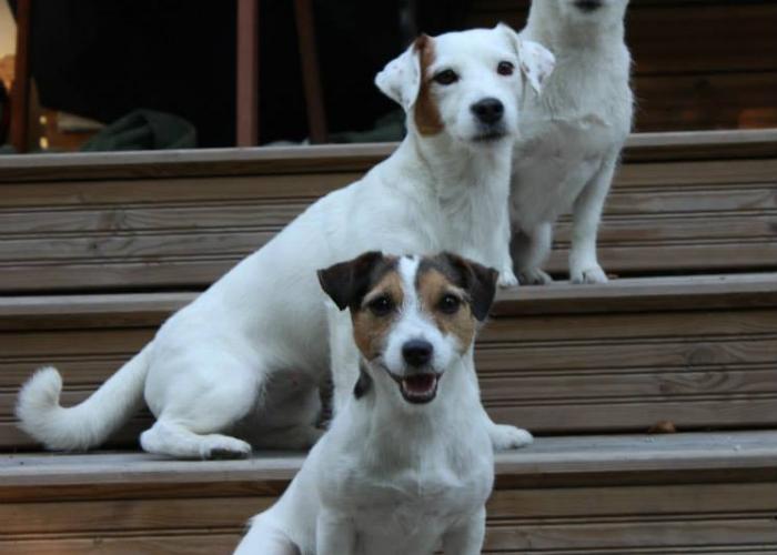 Jackrussellinterrieri | Hankikoira