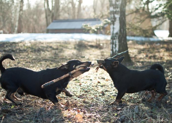 Lancashire heeler sale hinta