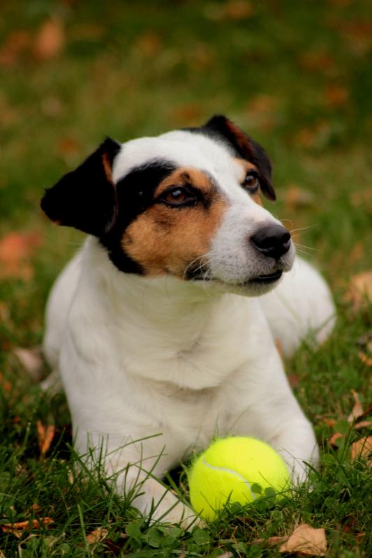 Jackrussellinterrieri | Hankikoira