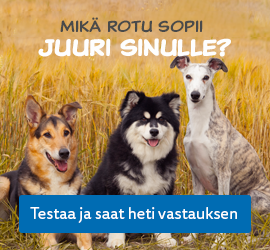 Löydä Juuri Sinulle Sopiva Koira | Hankikoira